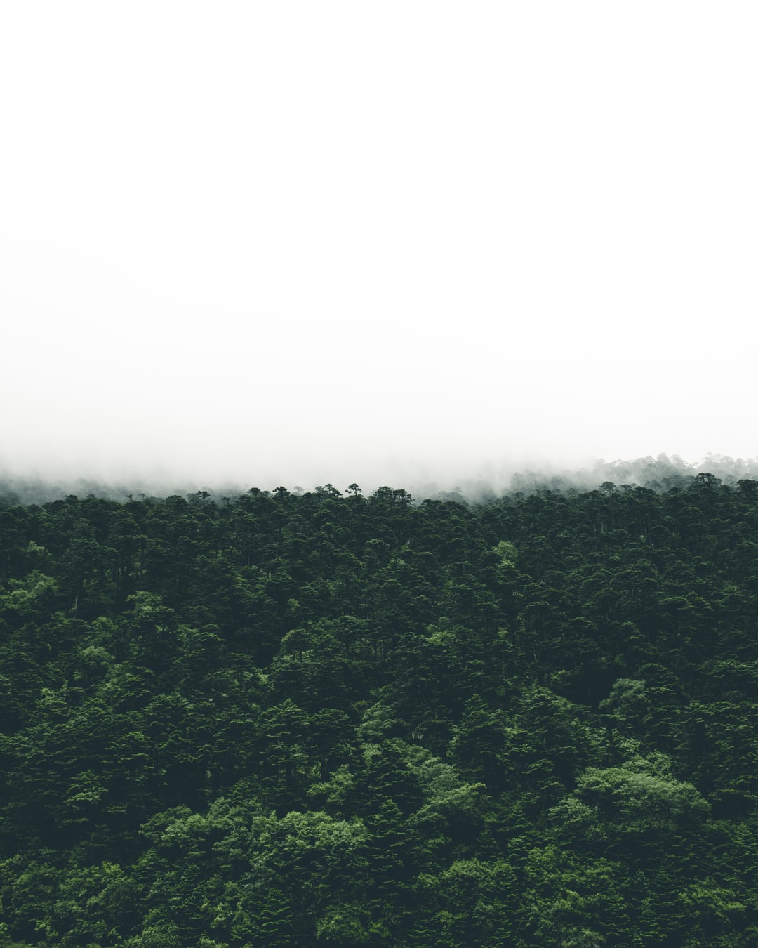 Could the Agricultural Solution to Rapid Climate Change Begin in Jamaica